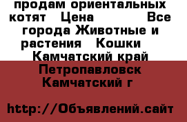 продам ориентальных котят › Цена ­ 5 000 - Все города Животные и растения » Кошки   . Камчатский край,Петропавловск-Камчатский г.